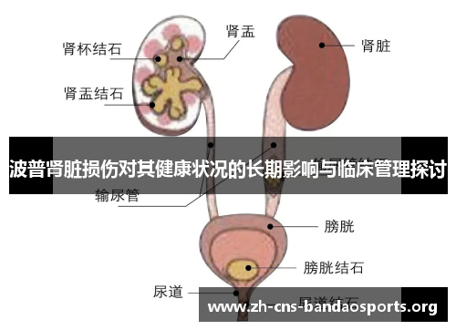波普肾脏损伤对其健康状况的长期影响与临床管理探讨 波普肾脏损伤对其健康状况的长期影响与临床管理探讨